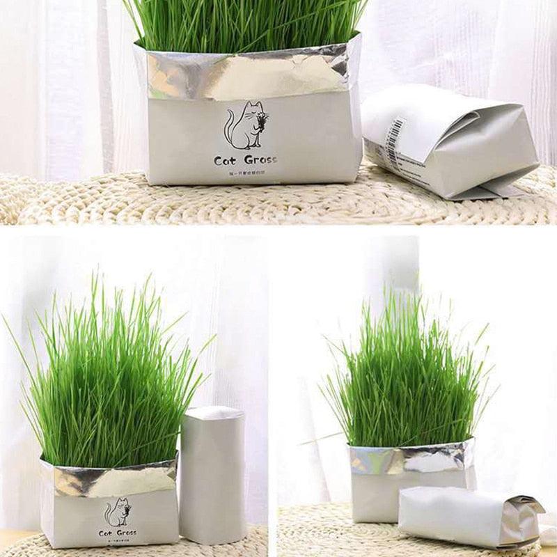 Cat Grass Kit - Silly Doggo