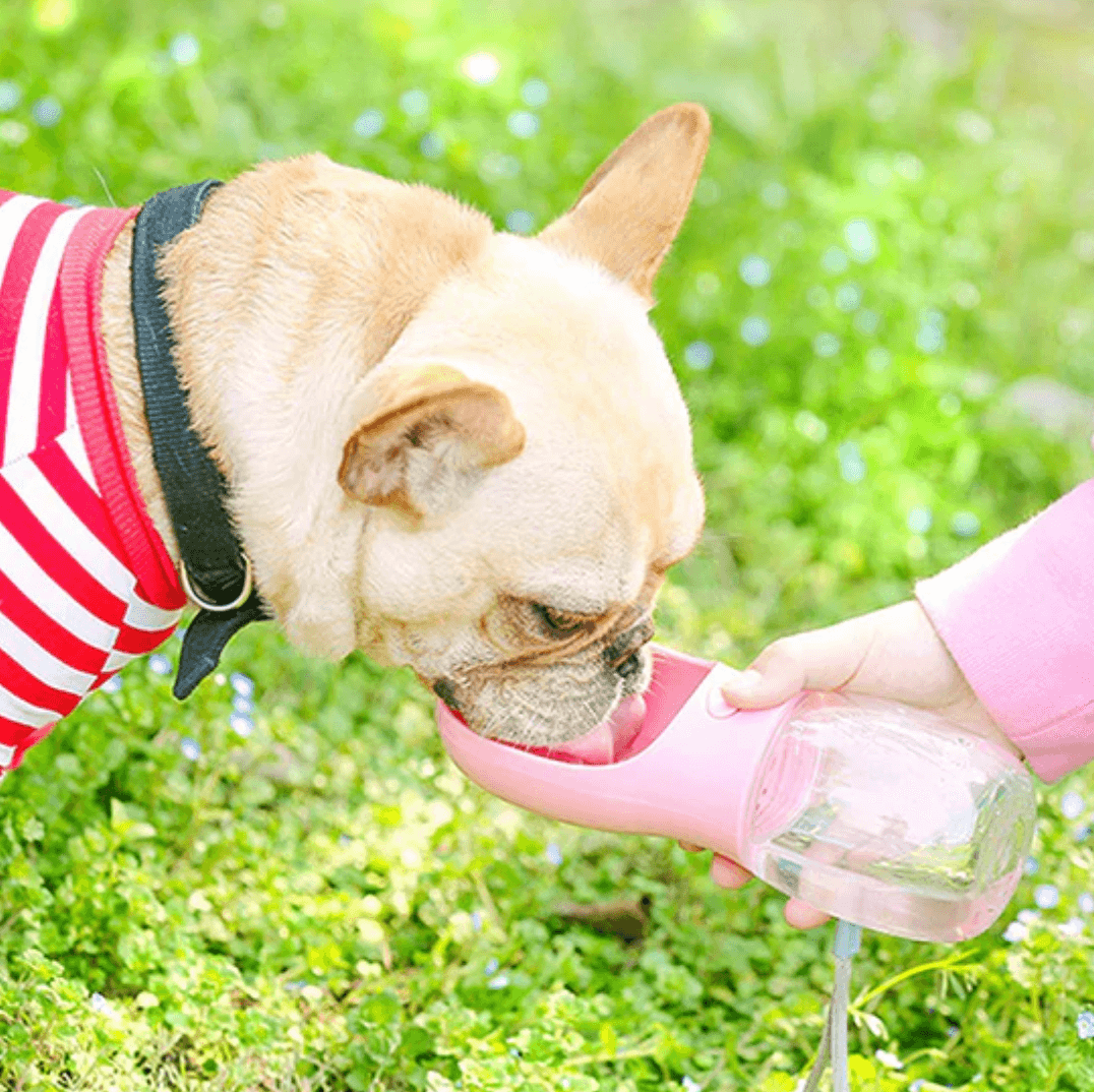 Dog Water Bottle - Silly Doggo