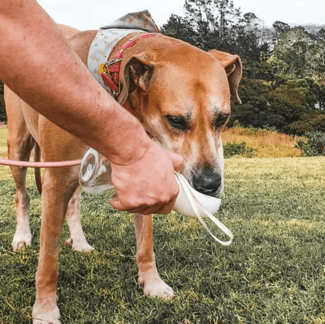 Dog Water Bottle - Silly Doggo