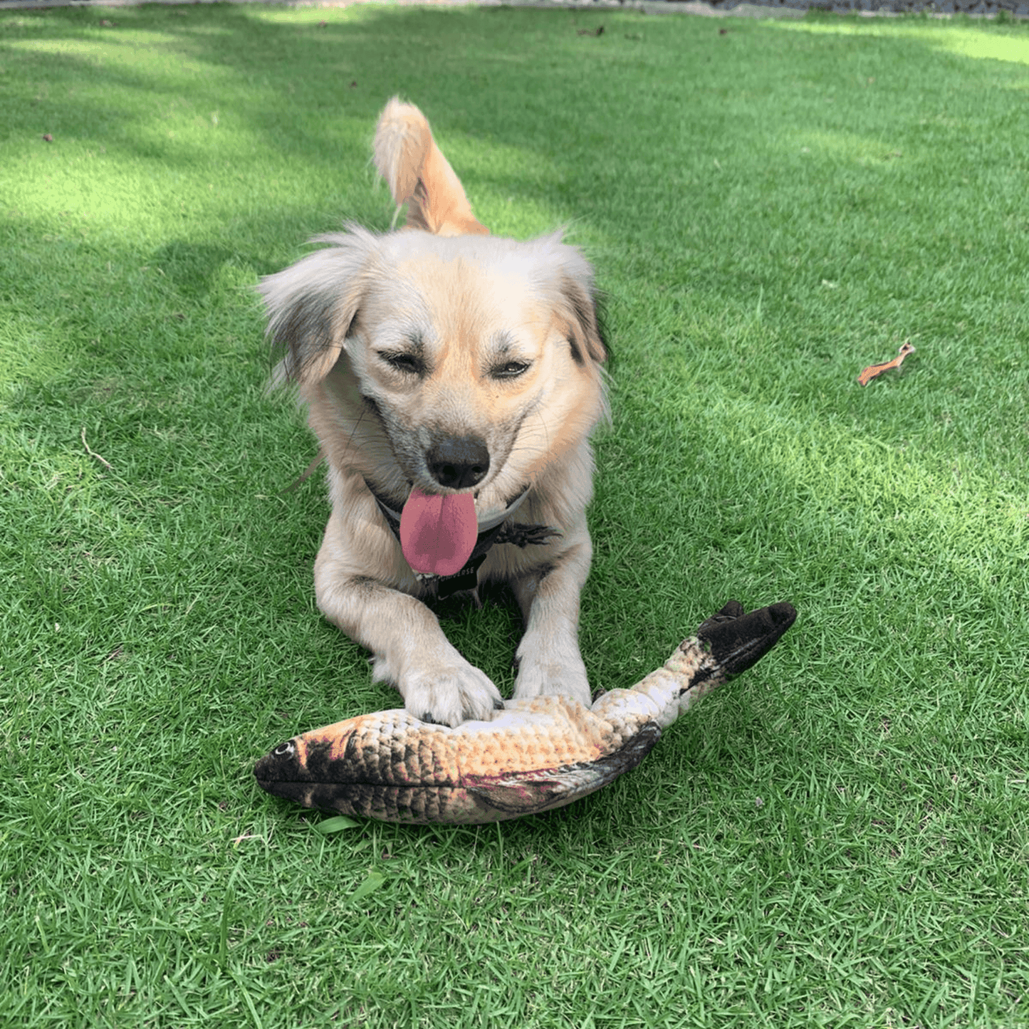 Stimulating Flopping Fish - Silly Doggo