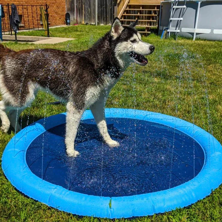 Puppy 2024 splash pad