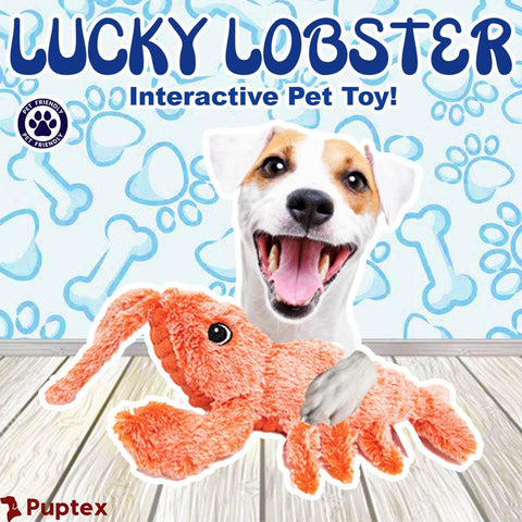 Lucky Lobster - Silly Doggo