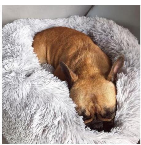 Calming Dog Bed - Silly Doggo