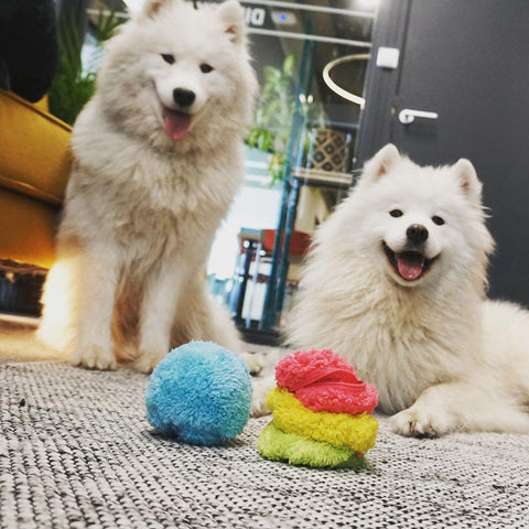 Laundry Pet Hair Catcher – Silly Doggo