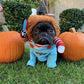 Halloween Dog Costume - Silly Doggo