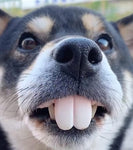 Funny Dog Teeths
