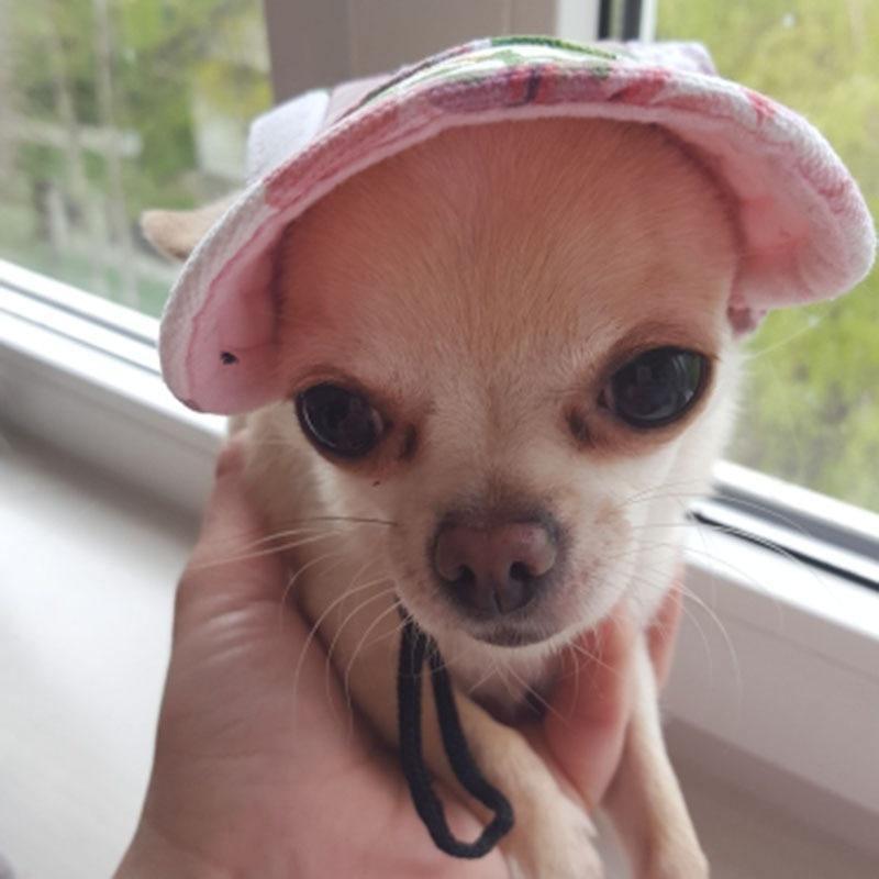 Fitted Summer Dog Hat - Silly Doggo