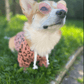 Round Stylish Dog Glasses - Silly Doggo