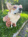 Round Stylish Dog Glasses - Silly Doggo