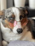 Round Stylish Dog Glasses - Silly Doggo