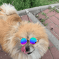 Round Stylish Dog Glasses - Silly Doggo