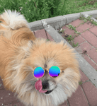 Round Stylish Dog Glasses - Silly Doggo