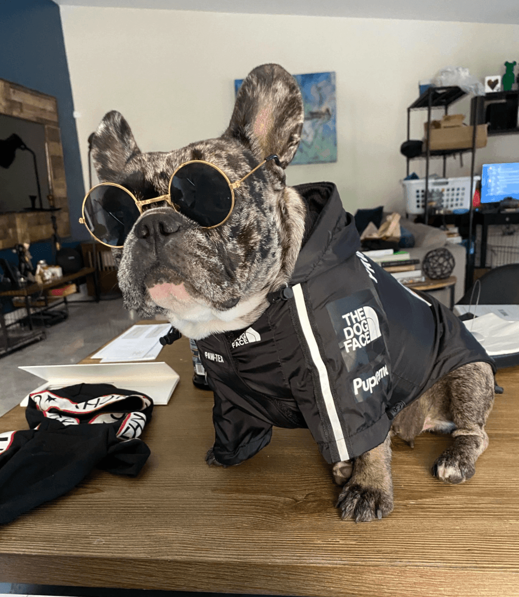 Round Stylish Dog Glasses - Silly Doggo