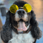 Round Stylish Dog Glasses - Silly Doggo