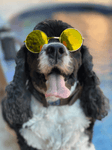 Round Stylish Dog Glasses - Silly Doggo