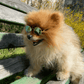 Round Stylish Dog Glasses - Silly Doggo