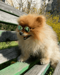 Round Stylish Dog Glasses - Silly Doggo