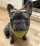 Round Stylish Dog Glasses - Silly Doggo