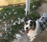 Deshedding Brush Pro™ - Silly Doggo