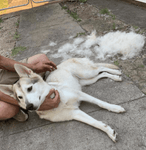 Deshedding Brush Pro™ - Silly Doggo