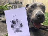 Paw Print Stamp Pad - Silly Doggo