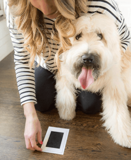 Paw Print Stamp Pad – Silly Doggo
