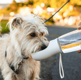 Dog Water Bottle - Silly Doggo