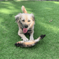 Stimulating Flopping Fish - Silly Doggo