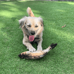 Stimulating Flopping Fish - Silly Doggo