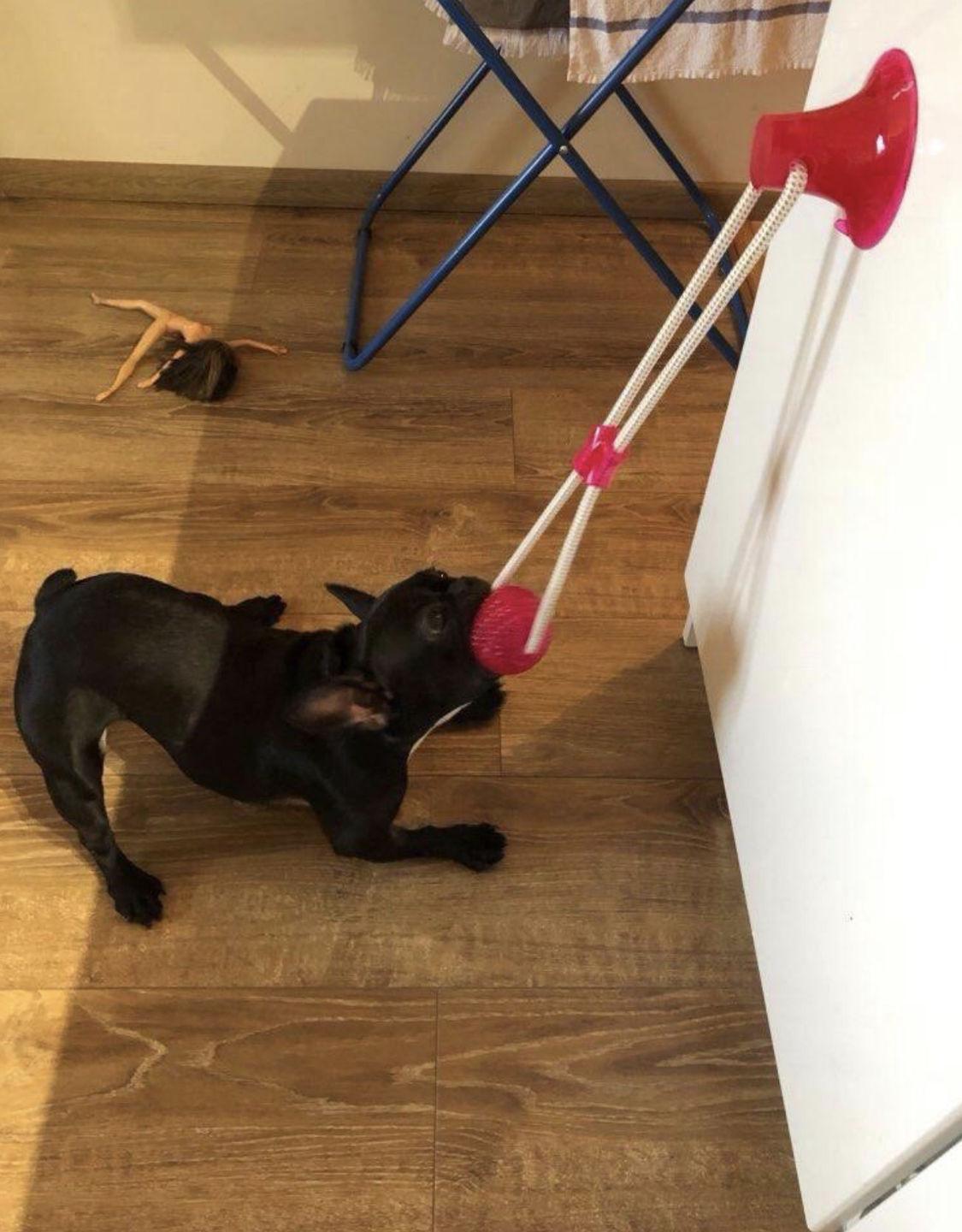 Suction Cup Tug Toy - Silly Doggo