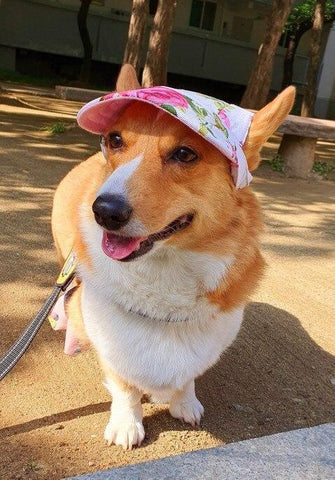 Fitted Summer Dog Hat - Silly Doggo