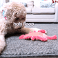 Lucky Lobster - Silly Doggo
